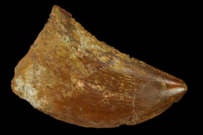 Bargain, Juvenile Carcharodontosaurus Tooth - Morocco #140677